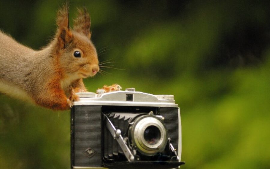 1-Eekhoorn-met-camera-_DSC0259.1-scaled-aspect-ratio-800-500