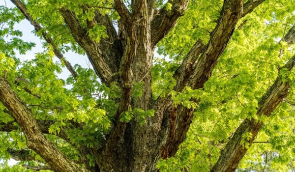 16081684-oak-5095843_1920-aspect-ratio-800-500