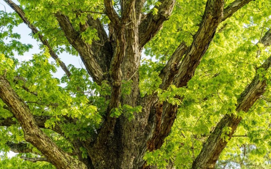 16081684-oak-5095843_1920-aspect-ratio-800-500