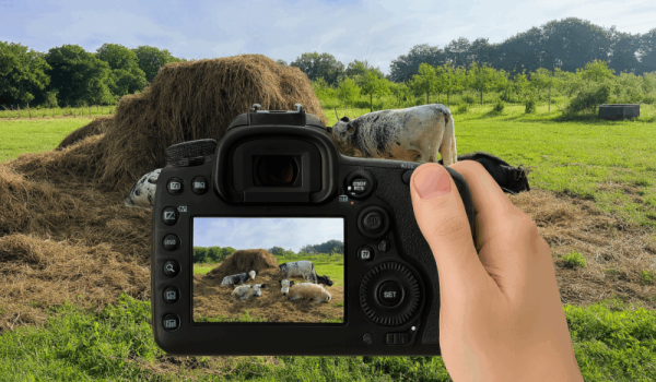 2025-10-04-Een-van-de-ingezonden-fotos-Lenie-Huijbers-aspect-ratio-800-500