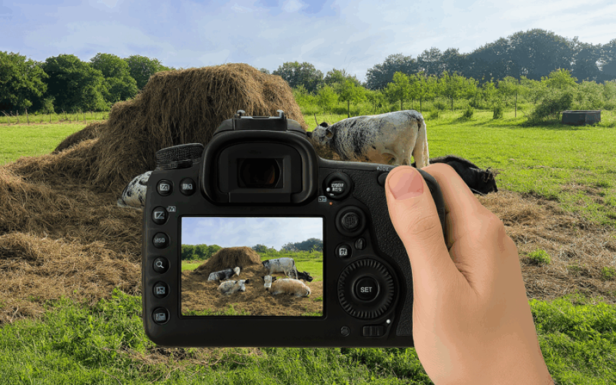 2025-10-04-Een-van-de-ingezonden-fotos-Lenie-Huijbers-aspect-ratio-800-500