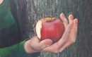 25.06. appeltje.1-aspect-ratio-800-500