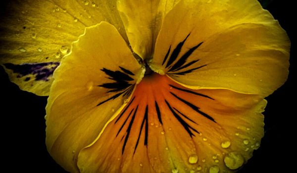 26-01.viooltje100.1-aspect-ratio-800-500