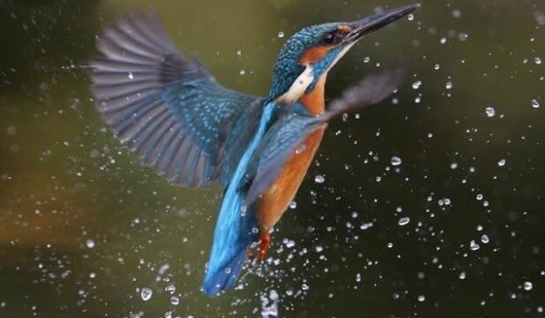 654883176_1243784901295378_7500408237664005243_n.jpgkopie-aspect-ratio-800-500