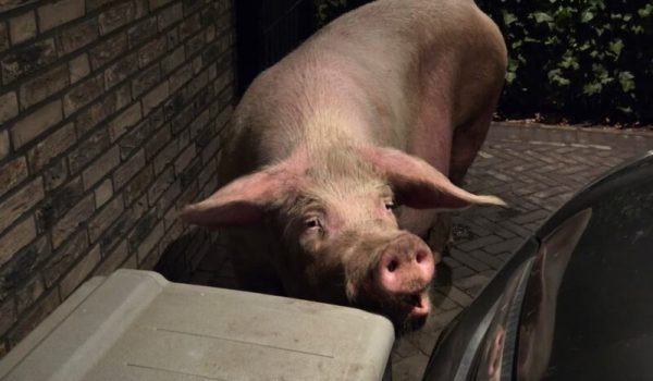 9efdb288-cc4b-4adb-83dc-6429c85470b6-aspect-ratio-800-500