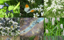 Afbeelding-bij-artikel-Wilde-Bertram-aspect-ratio-800-500