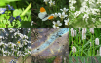 Afbeelding-bij-artikel-Wilde-Bertram-aspect-ratio-800-500