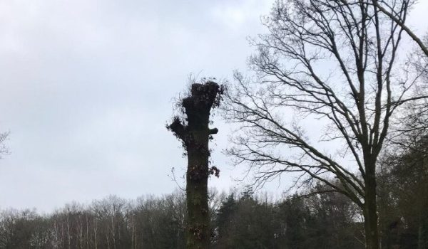 Afbeelding-bij-artikel-over-bomen-in-onze-gemeente-aspect-ratio-800-500