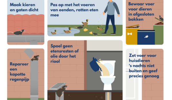 Afbeelding-bij-artikel-over-rattenbestrijding-aspect-ratio-800-500