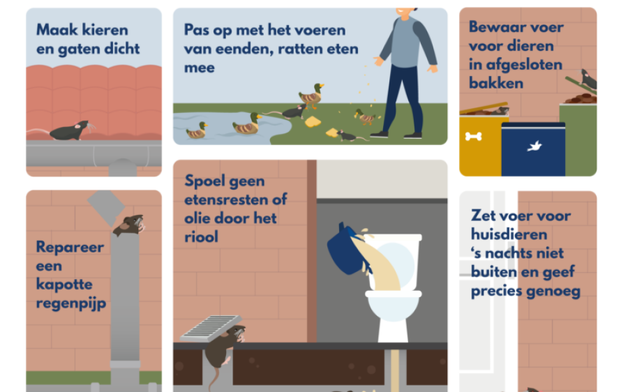 Afbeelding-bij-artikel-over-rattenbestrijding-aspect-ratio-800-500
