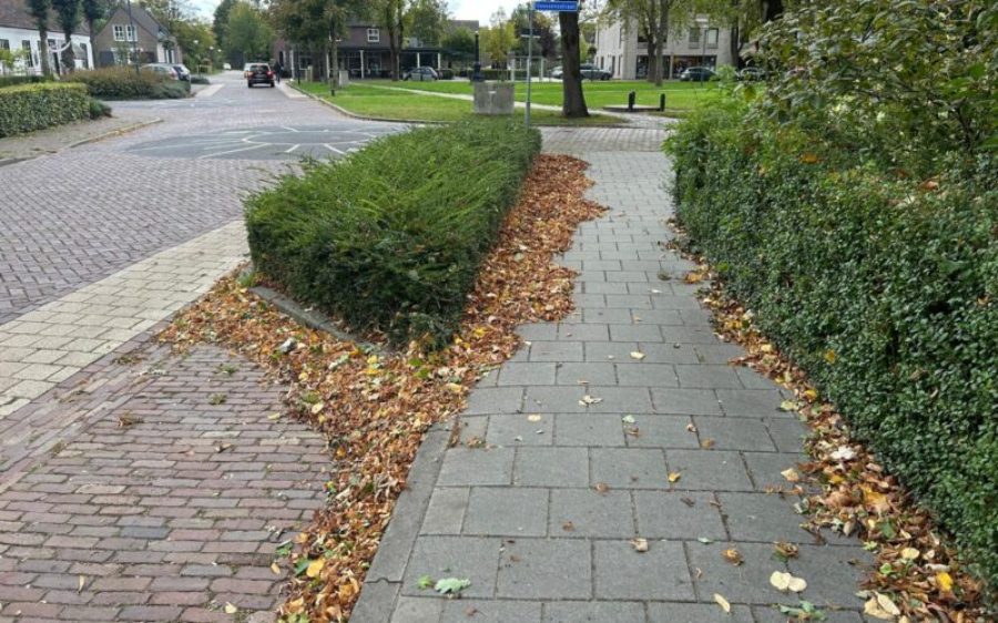 Afbeelding-bladeren-aspect-ratio-800-500