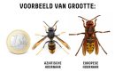 Aziatische-hHoornaar-aspect-ratio-800-500