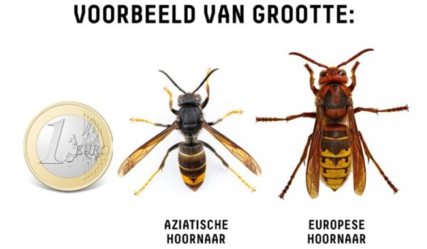 Aziatische-hHoornaar-aspect-ratio-800-500