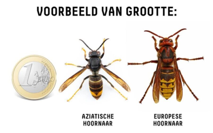 Aziatische-hHoornaar-aspect-ratio-800-500