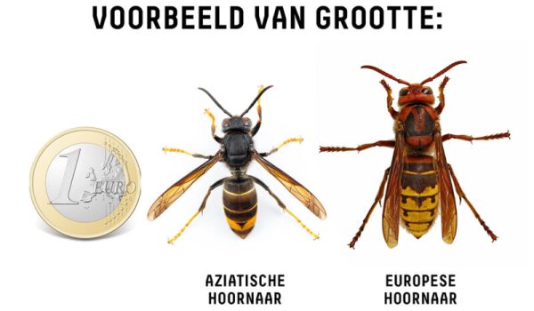 Aziatische-hoornaar-beelden_website-024-2-aspect-ratio-800-500