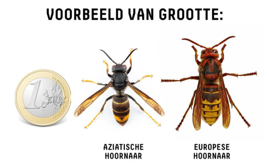 Aziatische-hoornaar-beelden_website-024-2-aspect-ratio-800-500