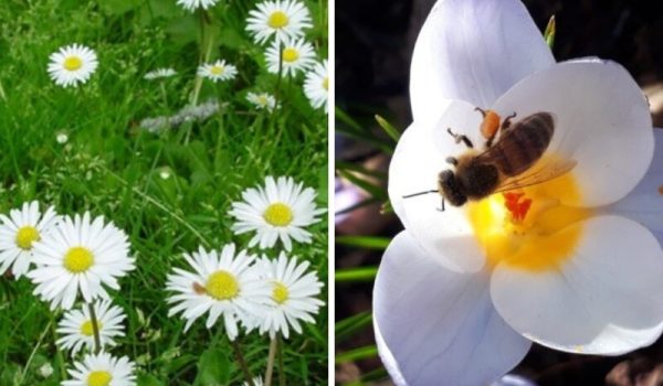 Bloemen-1-aspect-ratio-800-500