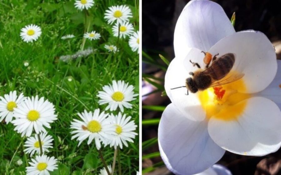 Bloemen-1-aspect-ratio-800-500