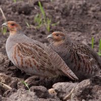 Boerenlandvogels-Patrijzen-IVN-AR-aspect-ratio-500-500