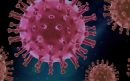 Coronavirus-Pixabay-aspect-ratio-800-500