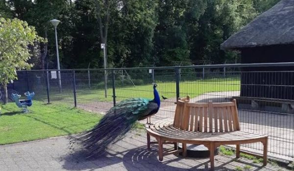 Dierenpark-De-Regt-aspect-ratio-800-500