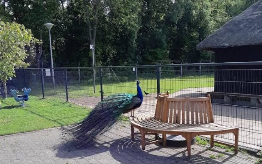 Dierenpark-De-Regt-aspect-ratio-800-500