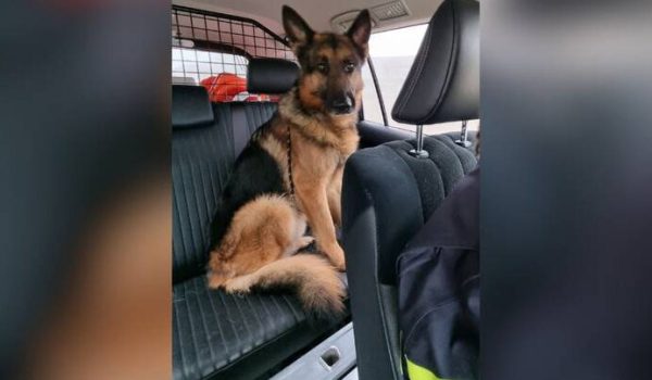 Dierenpolitie-Oost-Brabant-aspect-ratio-800-500