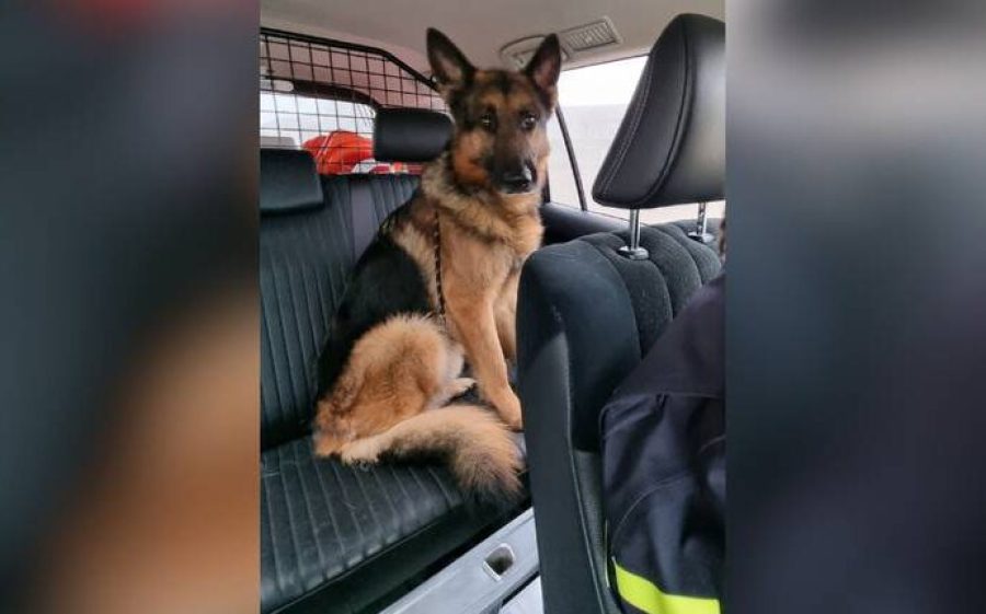 Dierenpolitie-Oost-Brabant-aspect-ratio-800-500