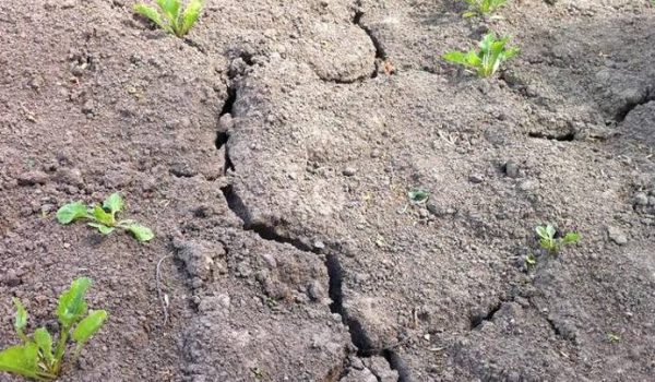 Droogte-Omroep-Brabant-aspect-ratio-800-500