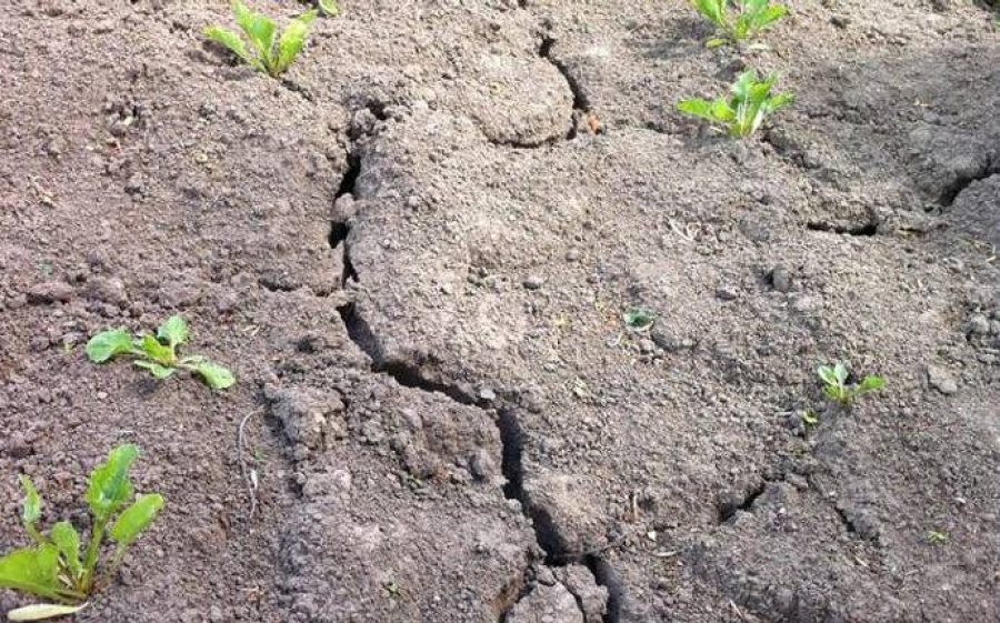 Droogte-Omroep-Brabant-aspect-ratio-800-500