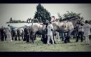 Fokpaardendag-Gemert-fb-aspect-ratio-800-500