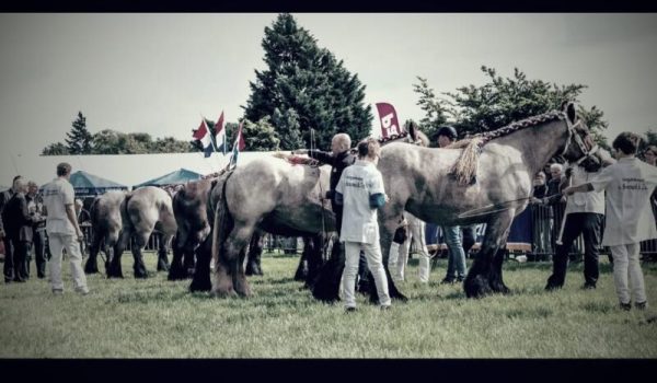 Fokpaardendag-Gemert-fb-aspect-ratio-800-500