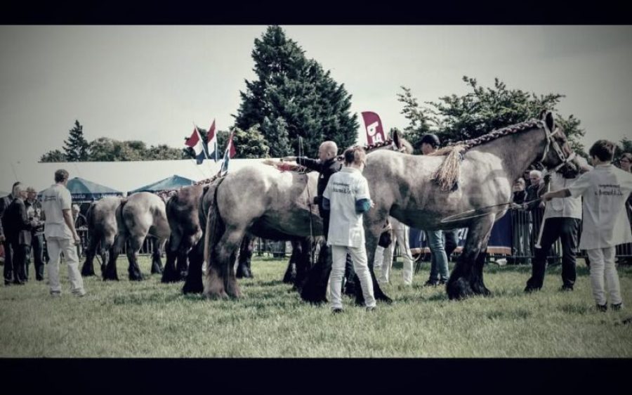Fokpaardendag-Gemert-fb-aspect-ratio-800-500