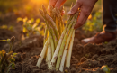 Foto-van-asperges-die-uit-de-grond-gehaald-worden-verse-witte-asperges-worden-geoogst-handen-die-asperges-uit-de-aarde-trekken-aspect-ratio-800-500