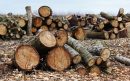 Gekapte bomen     Pixabay-aspect-ratio-800-500