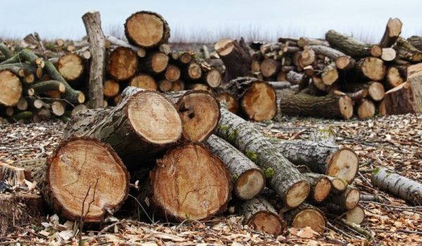 Gekapte bomen     Pixabay-aspect-ratio-800-500