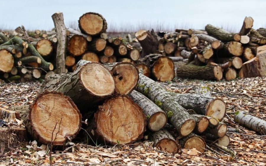 Gekapte bomen     Pixabay-aspect-ratio-800-500