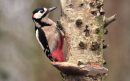 Grote-bont-Specht-aspect-ratio-800-500