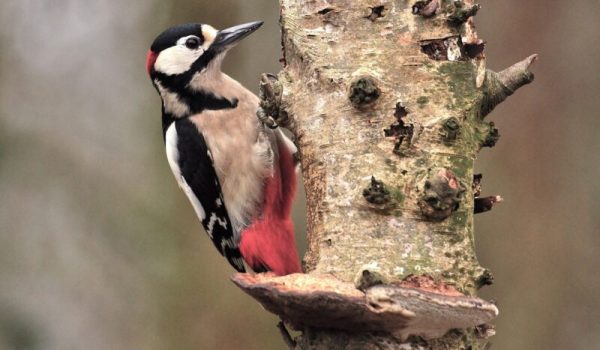 Grote-bont-Specht-aspect-ratio-800-500