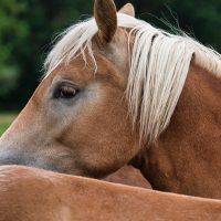 Haflinger-aspect-ratio-500-500