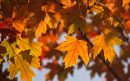 Herfstbladeren-Pixabay-aspect-ratio-800-500