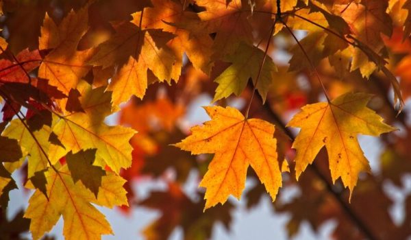 Herfstbladeren-Pixabay-aspect-ratio-800-500