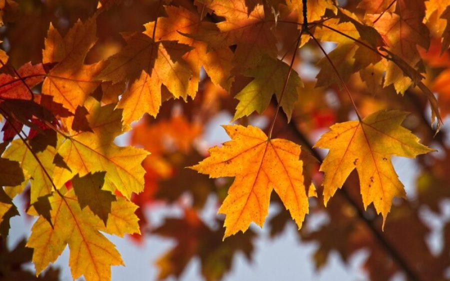 Herfstbladeren-Pixabay-aspect-ratio-800-500