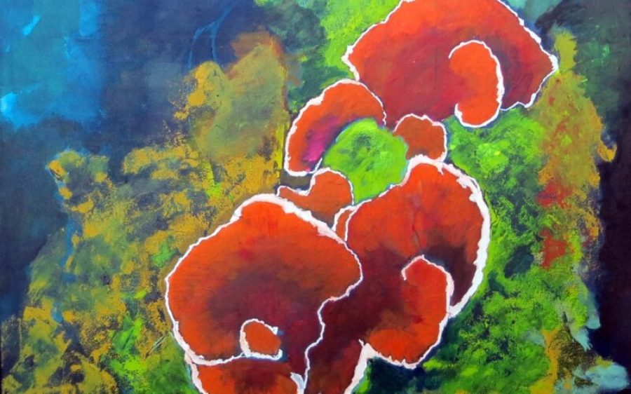 IMG_2615-Zwam-aspect-ratio-800-500