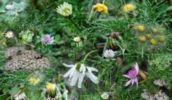 IVN.nl_-aspect-ratio-800-500