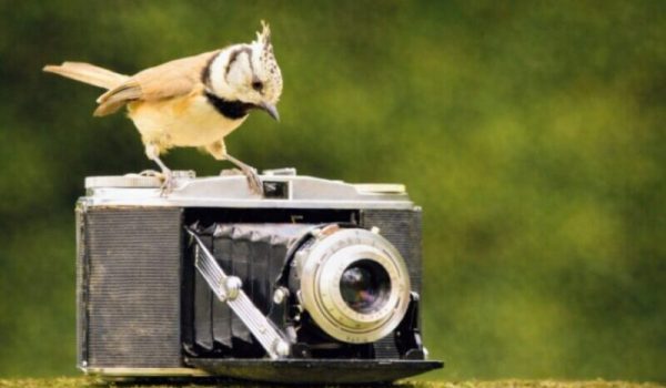 Kieknou-fotowerkgroep-IVN-aspect-ratio-800-500