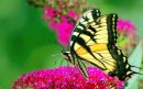 Koninginnenpage-Pixabay-aspect-ratio-800-500