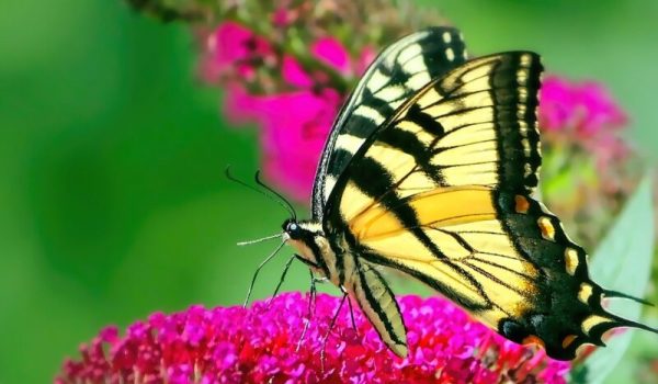 Koninginnenpage-Pixabay-aspect-ratio-800-500