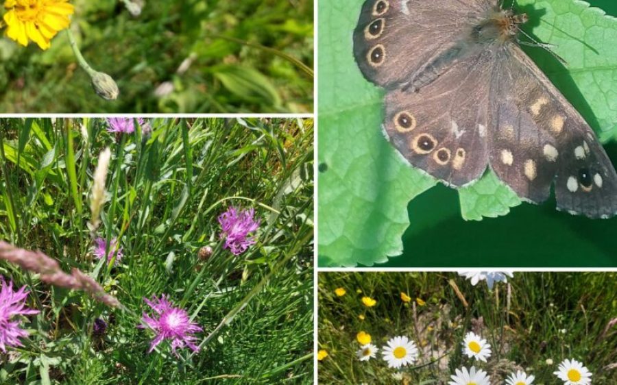 Natuurlijke bermen gemert-bakel-aspect-ratio-800-500