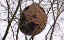 Nest-Aziatische-hoornaar-aspect-ratio-800-500